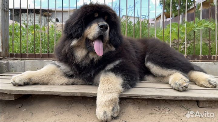 Тибетский мастиф