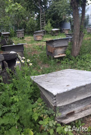 Пчёлы и улья