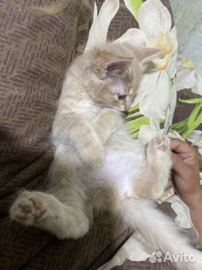 Котенок кот