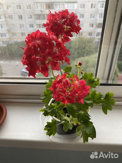 Пеларгония герань сортовая