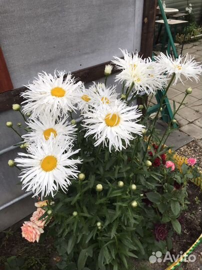 Хосты, ирисы, флокс растрепаный, ромашка, спирея