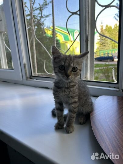 Отдам котенка в добрые руки