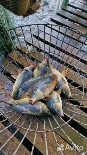 Живая рыба карп