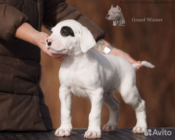 Аргентинский дог