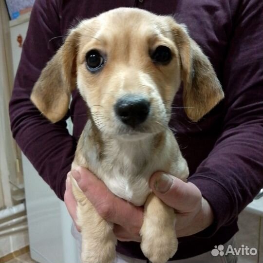 Щенки помесь