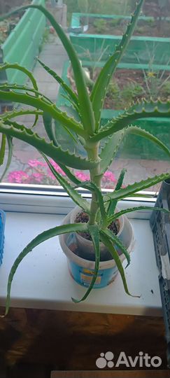 Дуб и Алоэ лечебное