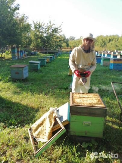 Алтайский мед
