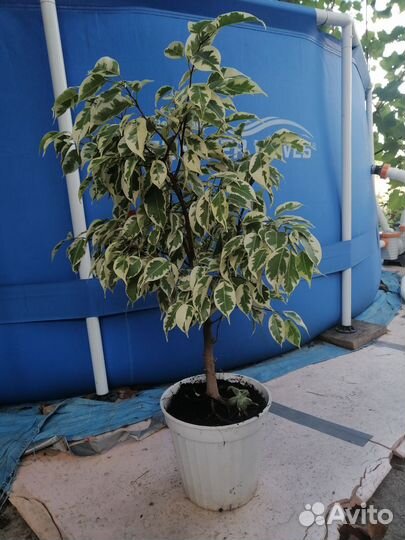 Фикус бенджамина
