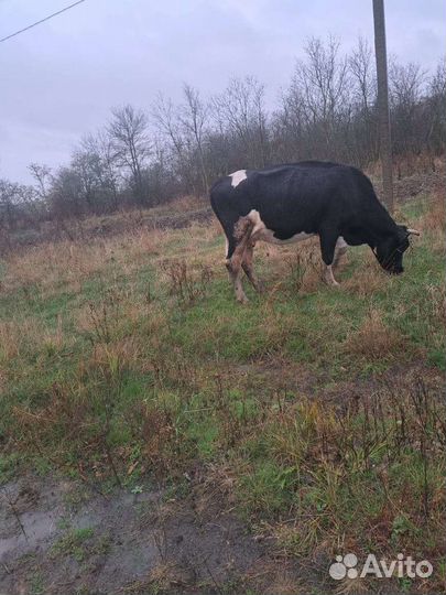 Корова стельная