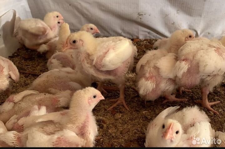Цыплята бройлеры кобб 700