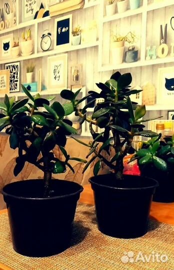 Толстянка (денежное дерево)