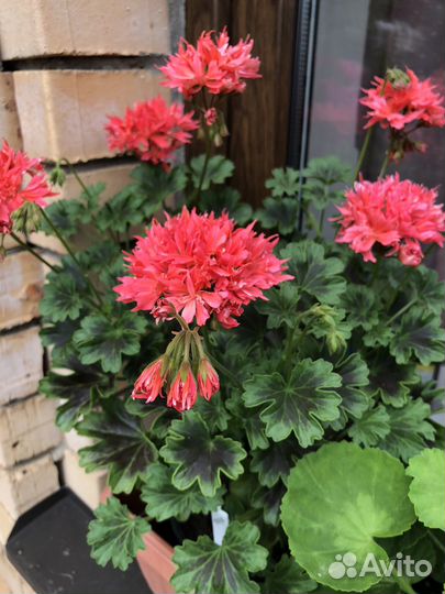 Пеларгония Bronze Butterfly