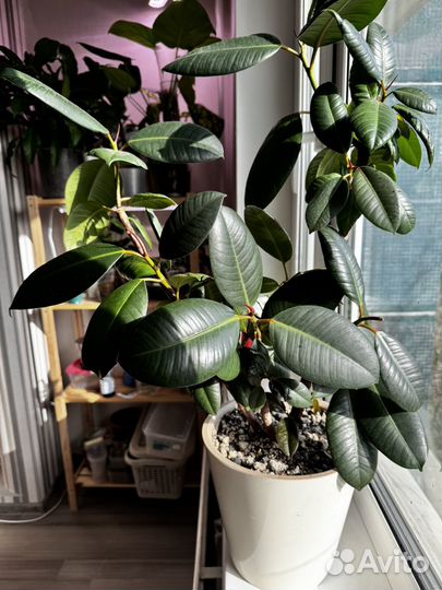 Комнатные цветы фикус каучуконосный
