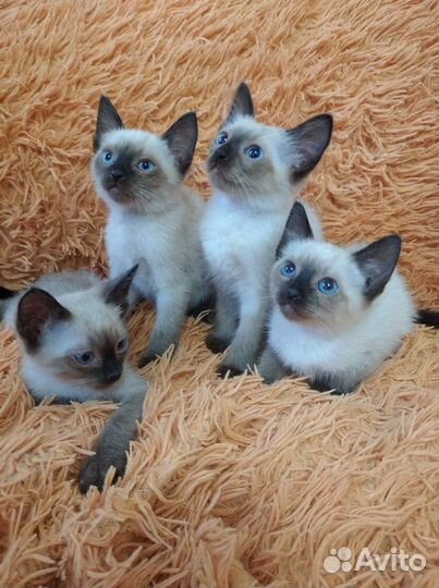 Сиамские котята