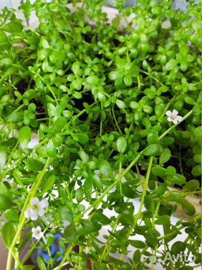 Брами (Bacopa moneri)