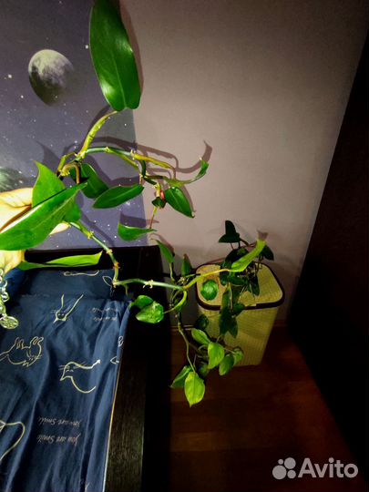 Филодендрон краснеющий