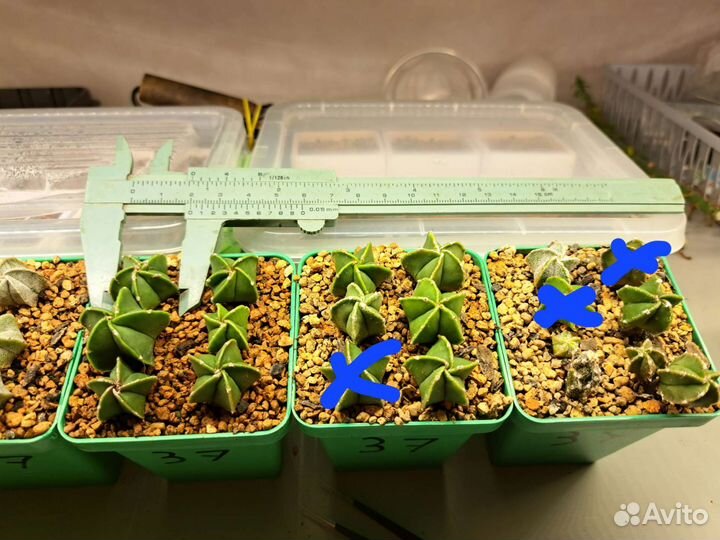 Кактусы и суккуленты