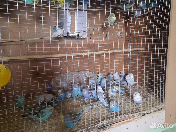 Волнистый попугай ручной