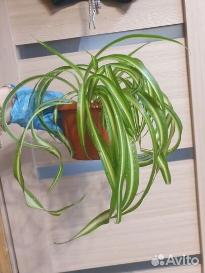 Хлорофитум кучерявый