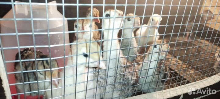 Индюшата подрощенные