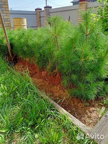 Саженцы сибирского кедра