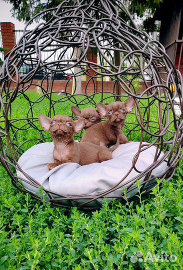 Щенки чихуахуа