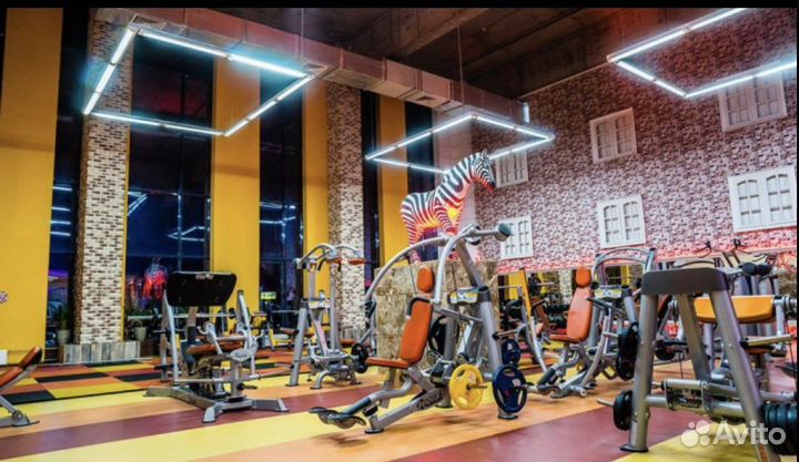 Абонемент зебра Клен