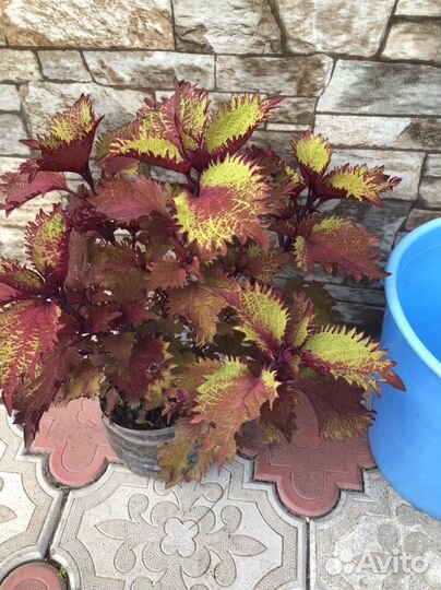 Лантана, плющелистная пеларгония, каланхое, колеус