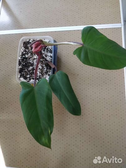 Филодендрон