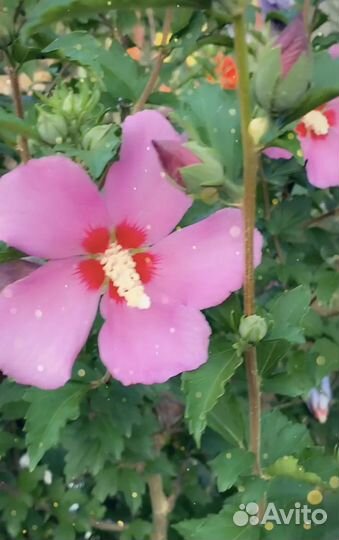 Сирейский гибискус сиреневй
