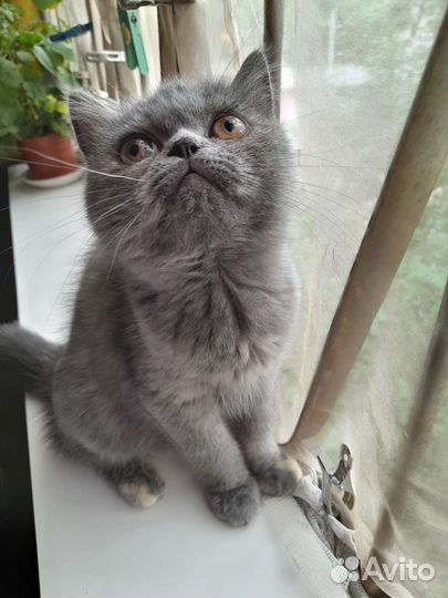 Персидская кошка