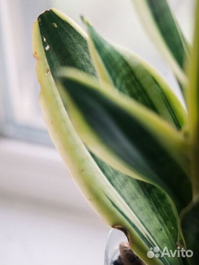Комнатный цветок Сансевиерия большая 45 см