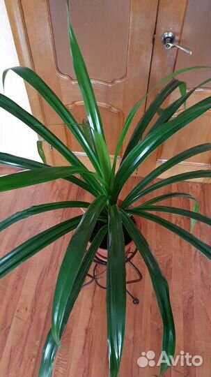 Пальма панданус