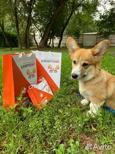 Дрессировка собак, групповые занятия, зкс