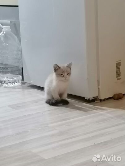 Кошка в дар бесплатно