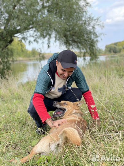 Любимая собака в добрые руки