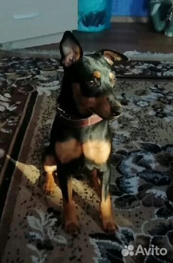 Вязка. Цвергпинчер