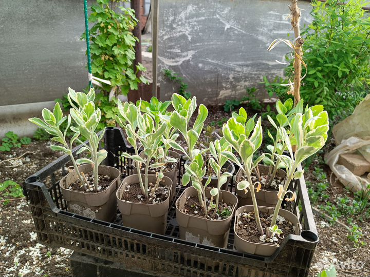 Уличные цветы