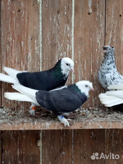 Голуби породистые