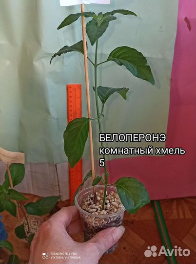 Белоперонэ (комнатный хмель)