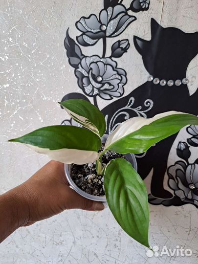 Спатифиллум пикассо