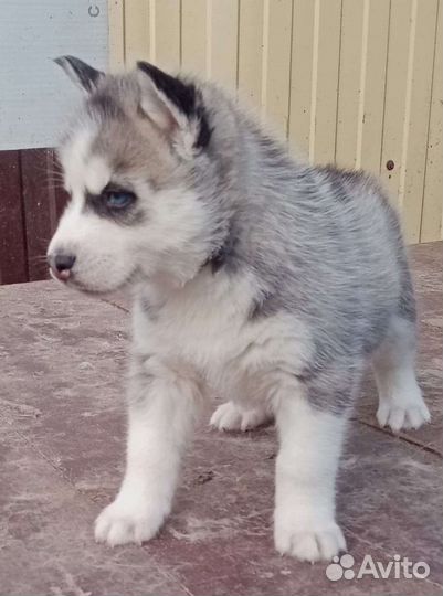 Щенки сибирской хаски