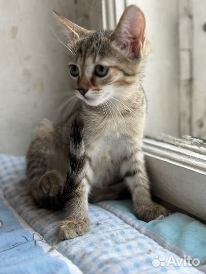 Малышка Ириска ищет дом