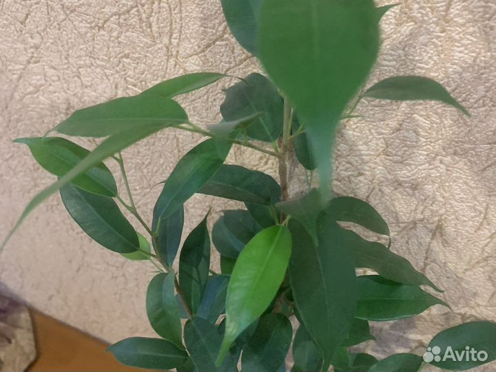 Фикус бенджамина наташа