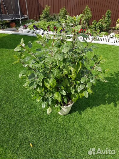 Гибискус китайская роза