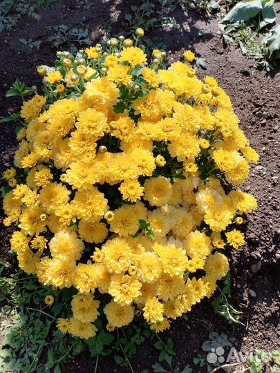 Хризантема мультифлора многолетняя