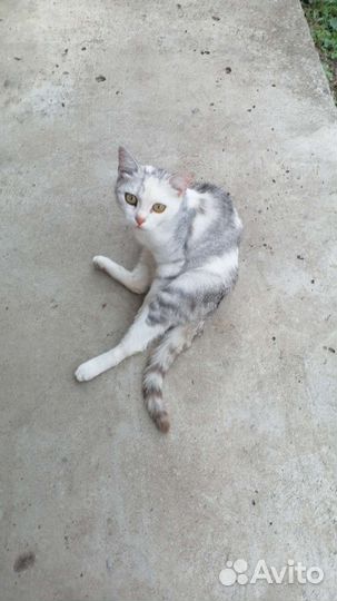 Котята дворовые