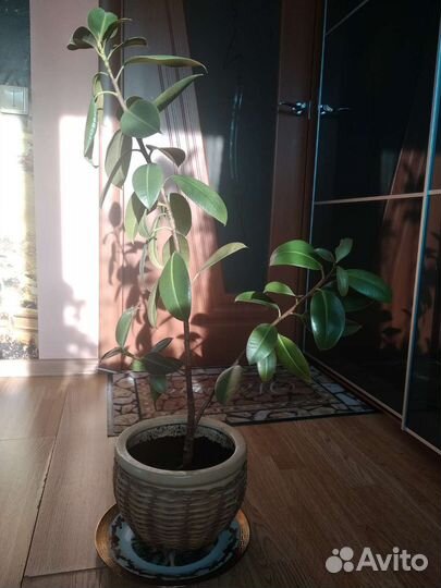 Фикус каучуконосный