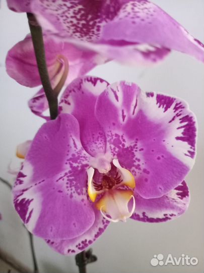 Орхидея фаленопсис