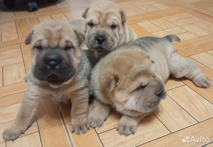 Щенки шарпей